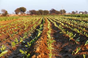 [VeGal, 1,5 mln di euro per gli agricoltori della Venezia Orientale]