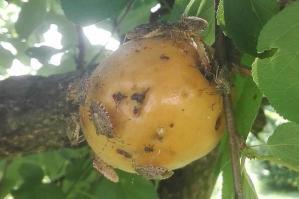 [Danni da cimice asiatica: aiuti europei ai produttori ortofrutticoli]