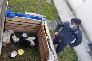 [Portogruarese: sequestrati 13 cuccioli di maltese. Due denunciati]