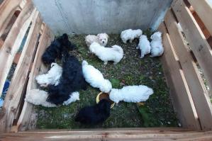 [Portogruarese: sequestrati 13 cuccioli di maltese. Due denunciati]