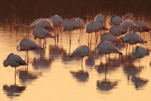 [Bibione: l'oasi naturalistica Val Grande diventa realtà]