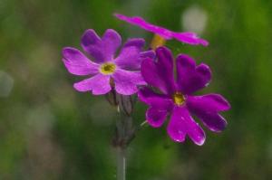 [Val Grande cresce in biodiversità: riscoperta dopo vent’anni una rarissima primula]