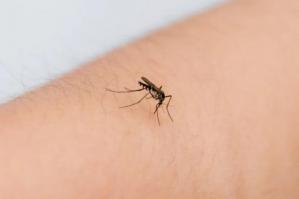 [Attività di disinfestazione dalle zanzare a Caorle]