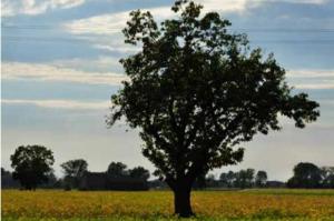 [Annone Veneto: un viaggio nella campagna del Novecento con Michele Zanetti]