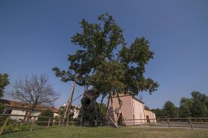 [“Dove la natura comanda” al Cortino di Fratta]