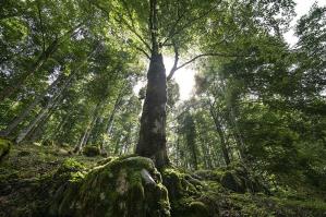 [“Dove la natura comanda” al Cortino di Fratta]