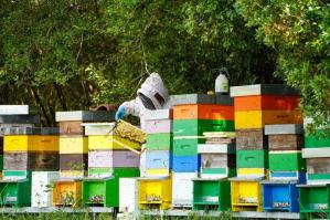 [Il primo miele di Val Grande: cosÃ¬ le api rigenerano la biodiversitÃ  dellâoasi]