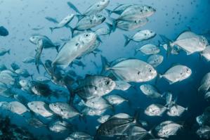 [Avviata la rete dei Centri Servizi della pesca e dell’acquacoltura: primo incontro operativo a Venezia]