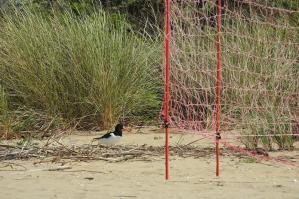 [Bibione, spiaggia delle specie protette: dopo il frantino, arriva anche la beccaccia di mare]