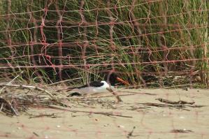 [Bibione, spiaggia delle specie protette: dopo il frantino, arriva anche la beccaccia di mare]