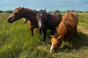 [Puledri in Val Grande: addio agli sfalci artificiali, una piccola mandria di cavalli contribuirà a custodire il prato dell’Oasi]