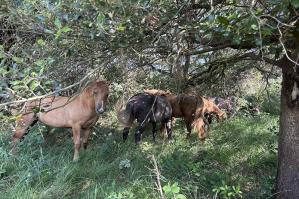 [Puledri in Val Grande: addio agli sfalci artificiali, una piccola mandria di cavalli contribuirà a custodire il prato dell’Oasi]